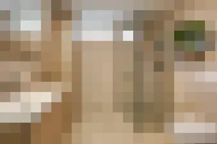 Golden Delicious 9 Duiven thumbnail 35