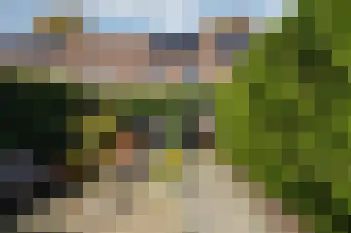 Golden Delicious 9 Duiven thumbnail 45