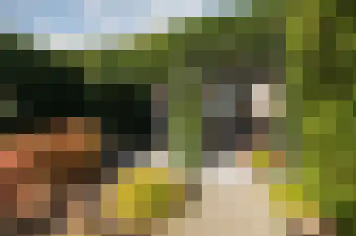 Golden Delicious 9 Duiven thumbnail 46