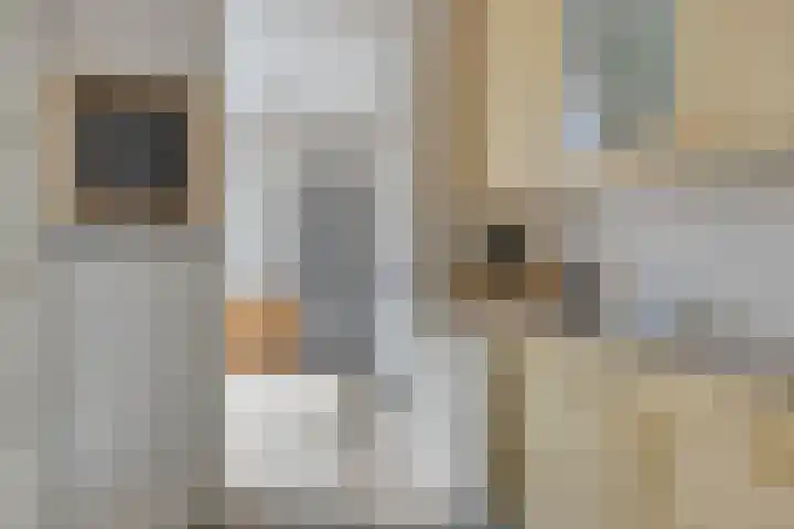 Gondalaan 50 Goor thumbnail 16