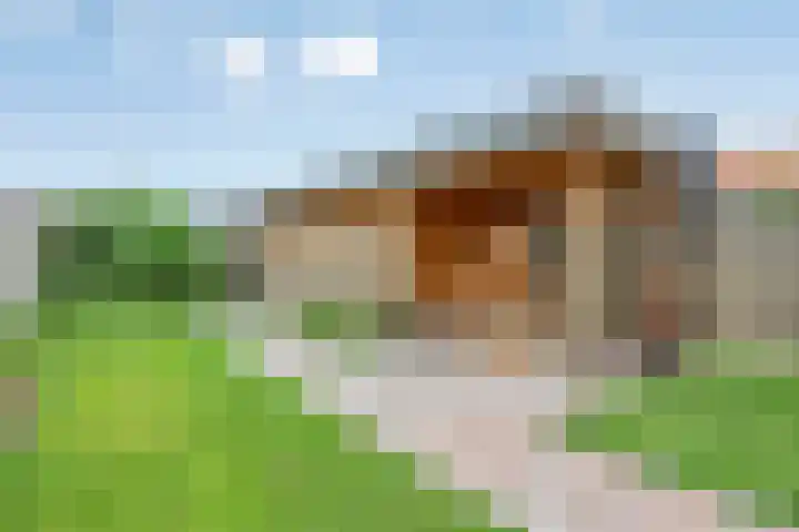 Gondalaan 50 Goor thumbnail 30