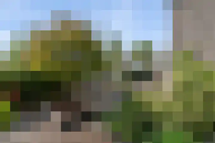 Gors 45 Lelystad thumbnail 30