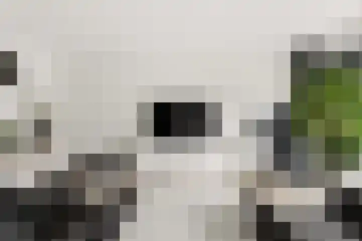 Goudhaanstraat 19 Duiven thumbnail 12