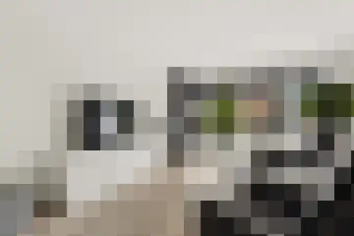 Goudhaanstraat 19 Duiven thumbnail 7