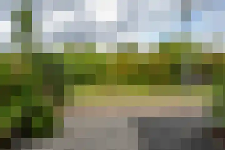 Goudplevier 10 Maurik thumbnail 10