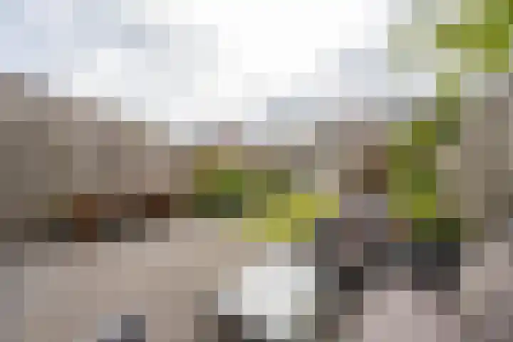 Goudplevier 10 Maurik thumbnail 27