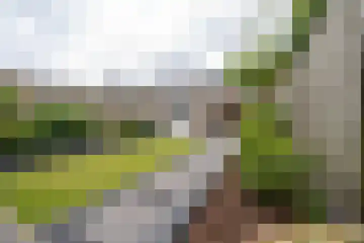 Goudplevier 10 Maurik thumbnail 31