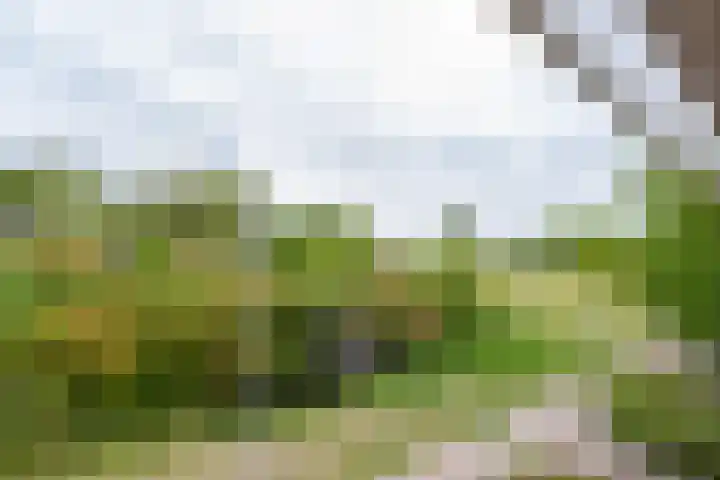 Goudplevier 10 Maurik thumbnail 50