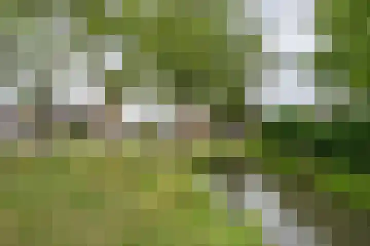 Goudplevier 10 Maurik thumbnail 6
