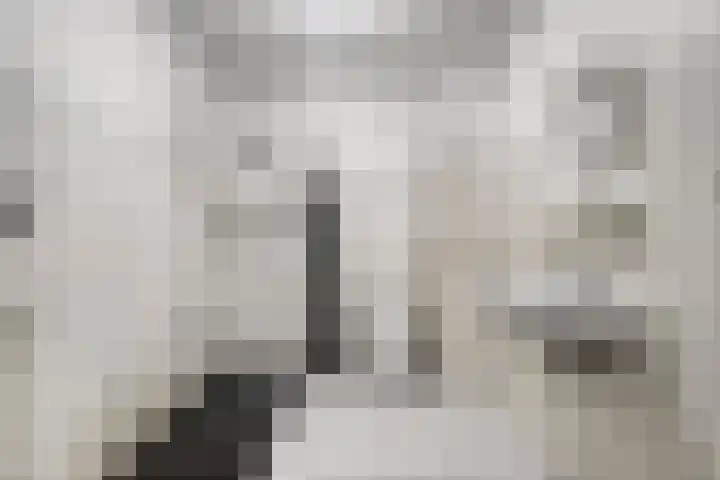 Goudplevier 127 Oss thumbnail 18