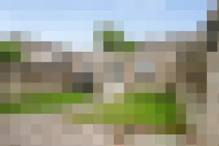 Goudplevier 127 Oss thumbnail 21