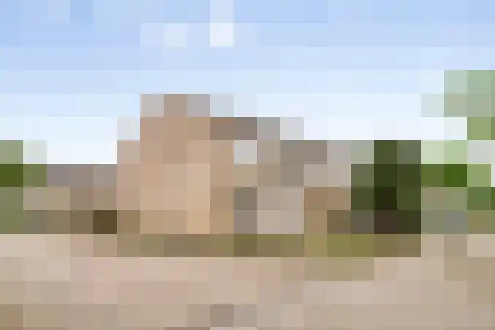 Goudplevier 127 Oss thumbnail 24