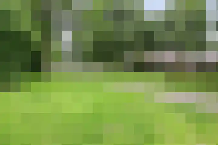 Goudplevier 127 Oss thumbnail 25