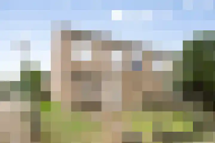 Goudplevier 127 Oss thumbnail 4