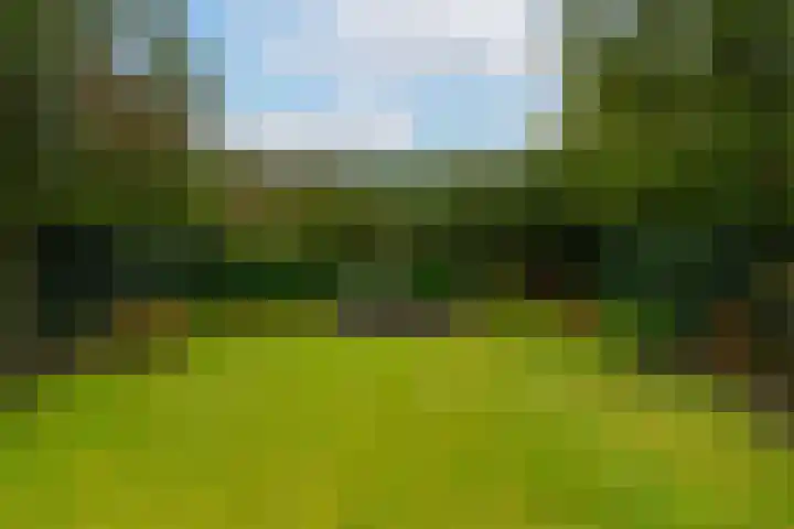 Goudplevier 14 Waspik foto 3