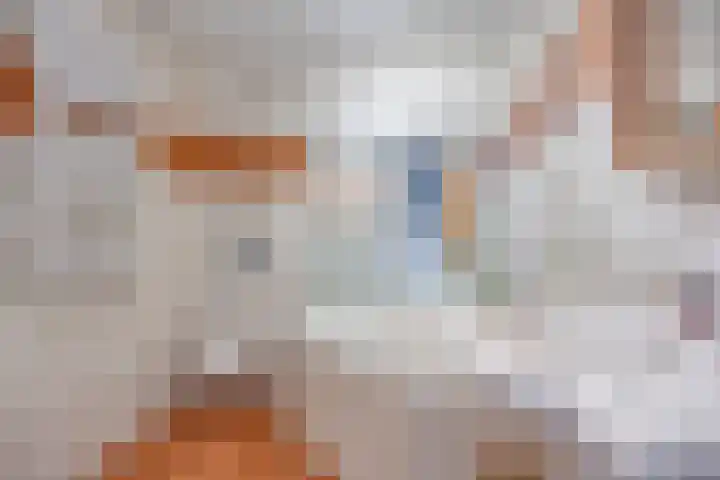 Goudplevier 151 Oss thumbnail 16