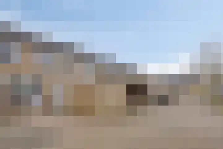 Goudplevier 151 Oss thumbnail 24