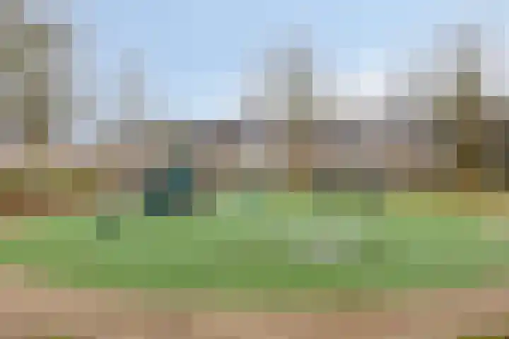 Goudplevier 151 Oss thumbnail 25