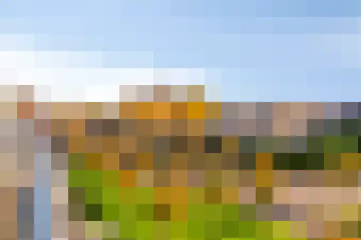Goudplevier 69 IJsselstein thumbnail 20