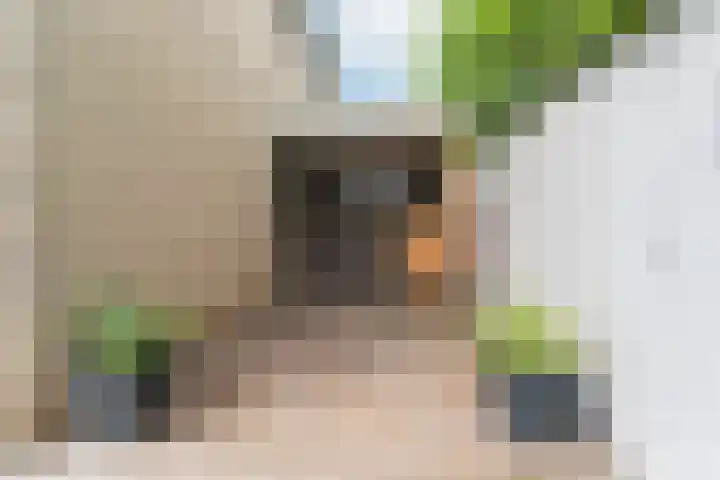 Goudreinet 9 Dodewaard thumbnail 60
