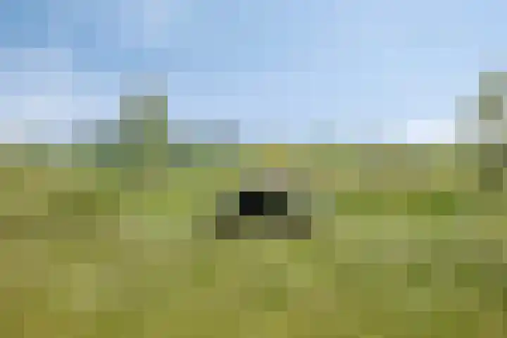 Goudreinette 4 Lith thumbnail 41