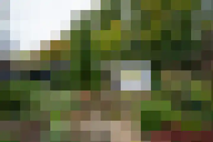 Goudrenet 24 Uden thumbnail 24