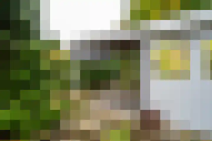 Goudrenet 24 Uden thumbnail 25