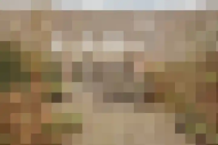 Goudvink 8 Heemskerk thumbnail 11