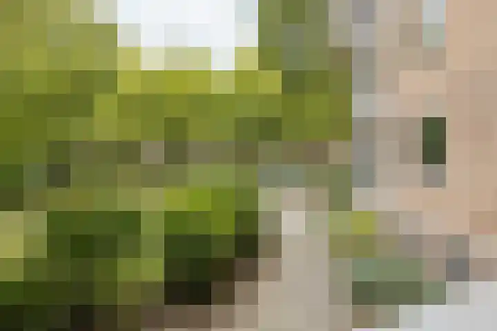 Graaf Engelbertlaan 15 Breda thumbnail 13