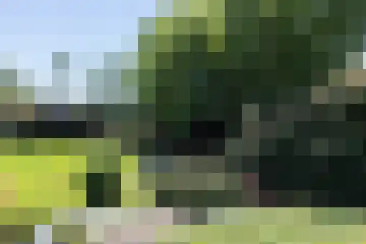 Graafdijk-oost 48 Molenaarsgraaf thumbnail 20