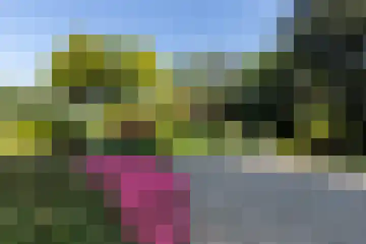 Graafdijk-oost 48 Molenaarsgraaf thumbnail 45