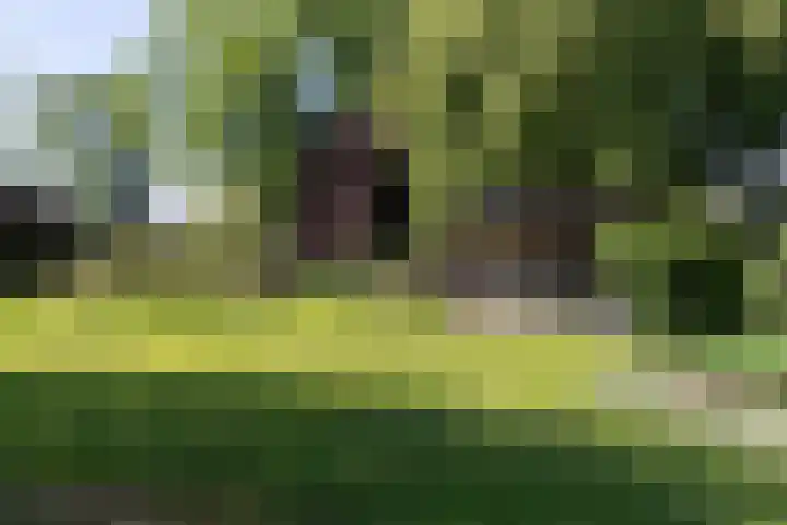 Graafdijk-oost 48 Molenaarsgraaf thumbnail 52