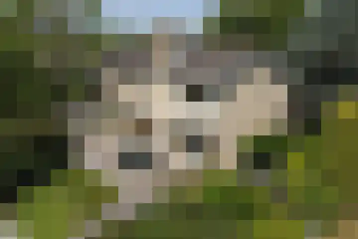 Graafdijk-oost 48 Molenaarsgraaf thumbnail 65