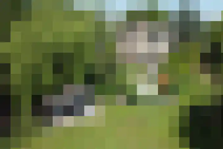 Graafdijk-oost 48 Molenaarsgraaf thumbnail 69