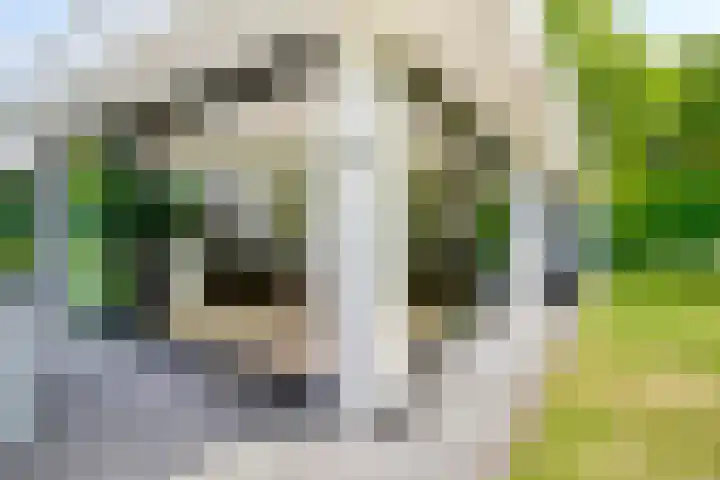 Graafsebaan 12 Rosmalen thumbnail 30