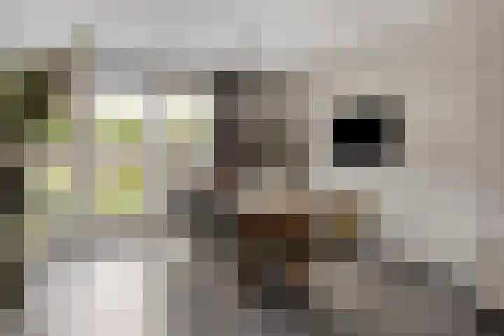 Graanakker 28 Heesch thumbnail 12