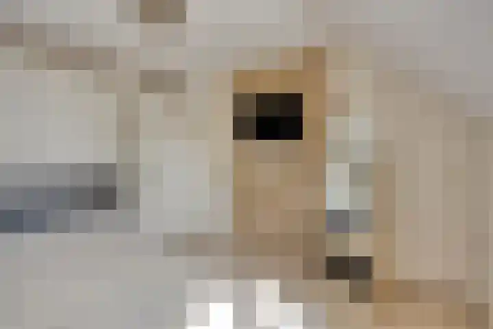 Grasklokje 112 Best thumbnail 22