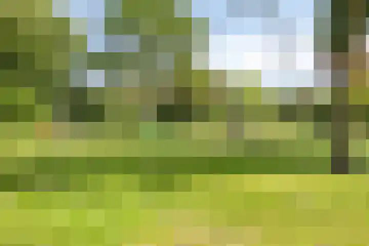 Grasklokje 112 Best thumbnail 43