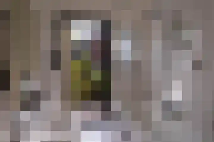 Graslaan 62 Arnhem thumbnail 10