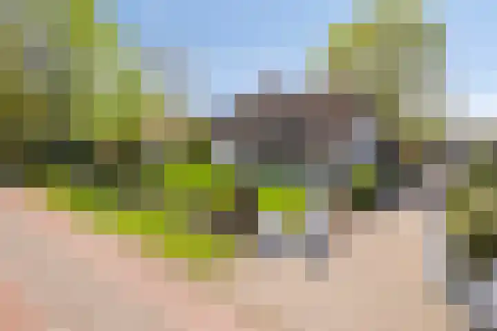 Graspeel 42 Zeeland thumbnail 47