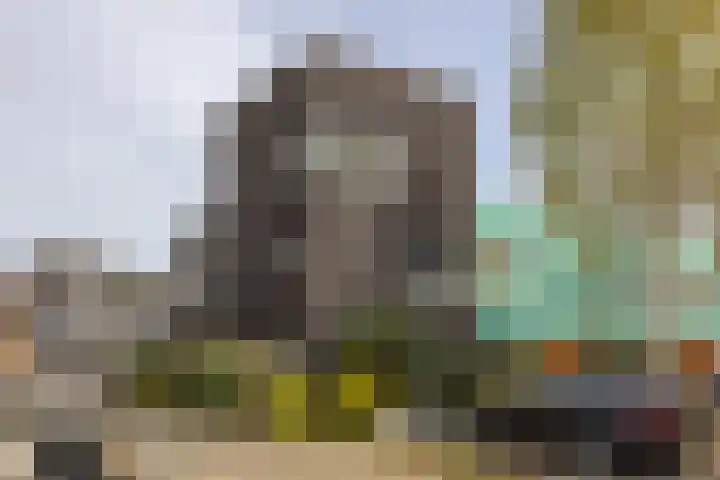 Grasplant 13 in Eindhoven