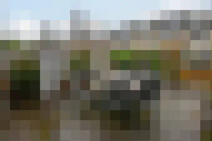 Grauwe Gans 48 Uithoorn thumbnail 21