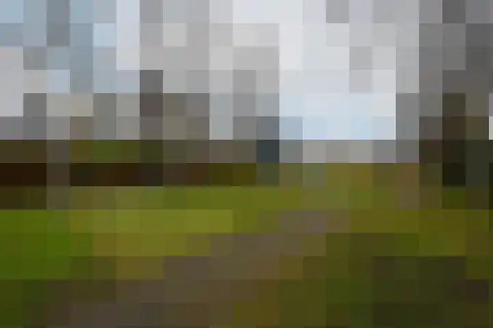 Grauwe Gans 48 Uithoorn thumbnail 28