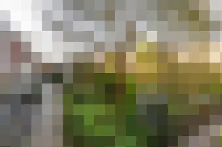 Gravenhof 20 Goes thumbnail 46