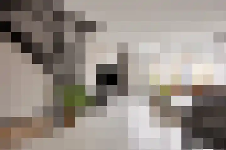 Gravenmade 10 Pijnacker thumbnail 12