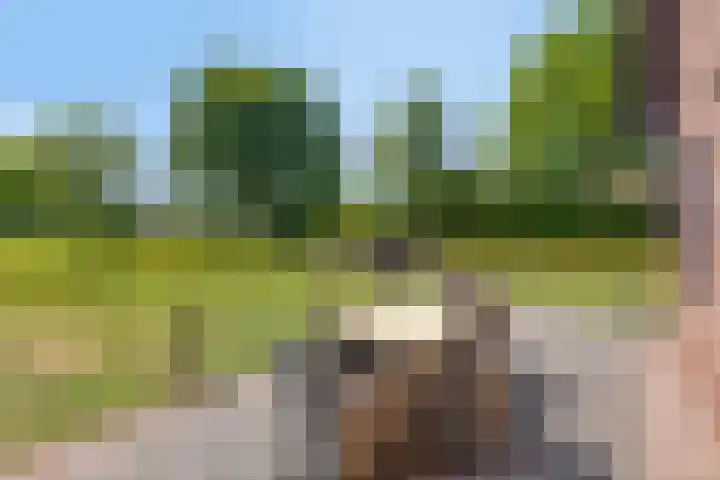 Griftdijk 10 Maarsbergen thumbnail 29