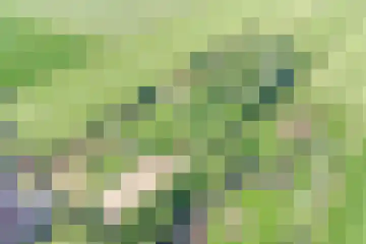 Grindweg 226 Scherpenzeel thumbnail 4