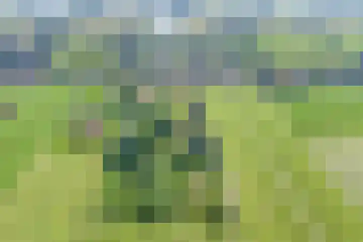 Grindweg 226 Scherpenzeel thumbnail 44