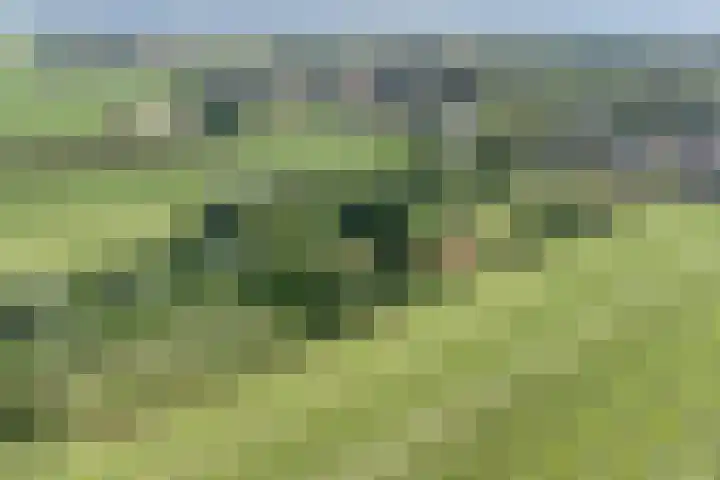 Grindweg 226 Scherpenzeel thumbnail 46