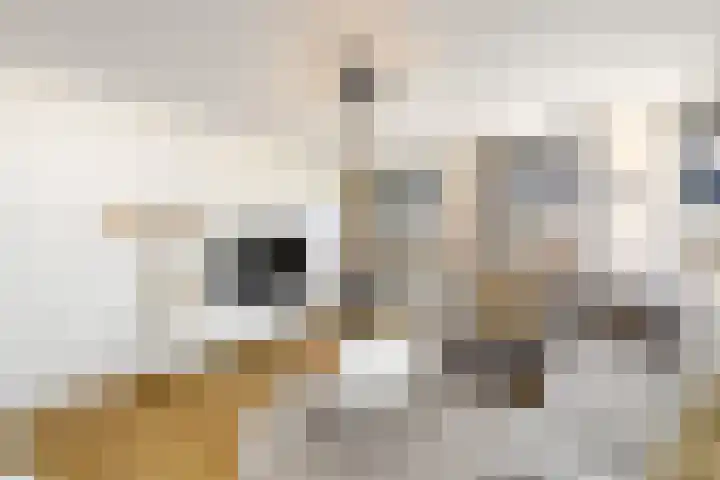 Grindweg 84 Wolvega thumbnail 4